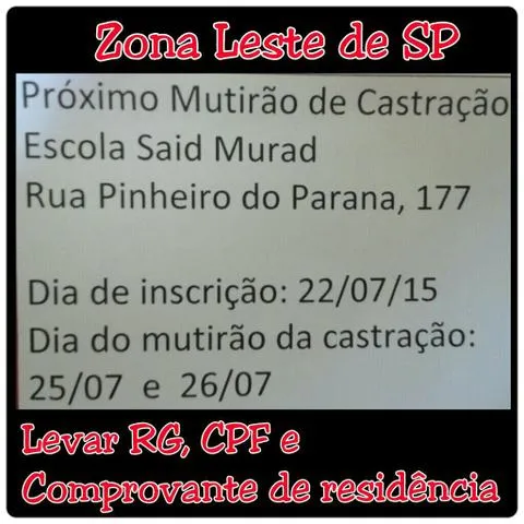 Gato ra a Angorá idade 2 a 6 meses nome Anabelle