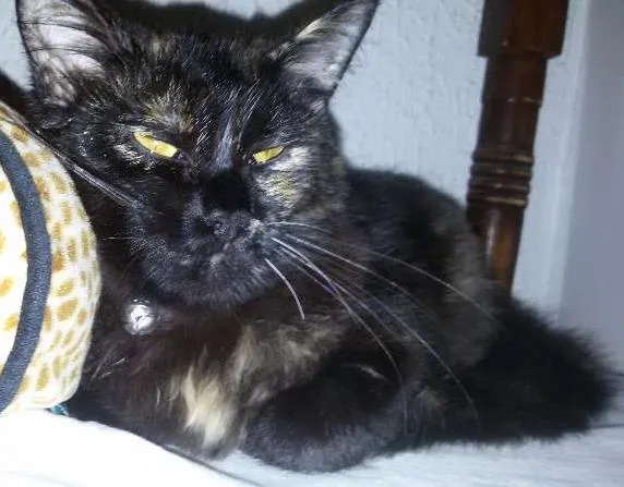 Gato ra a Angorá idade 2 a 6 meses nome Anabelle