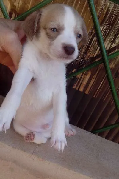 Cachorro ra a Srd idade Abaixo de 2 meses nome Sem nome