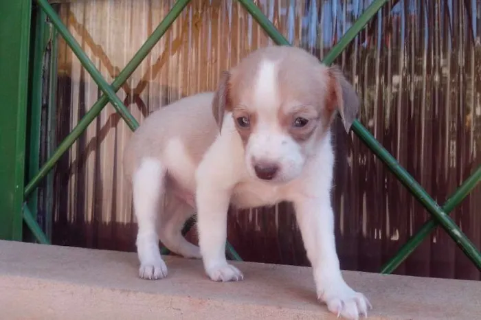 Cachorro ra a Srd idade Abaixo de 2 meses nome Sem nome