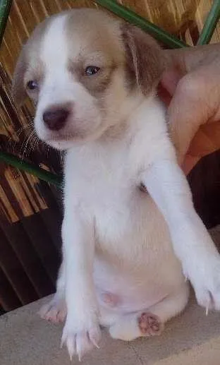 Cachorro ra a Srd idade Abaixo de 2 meses nome Sem nome