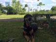 Cachorro raça doberman com viralata idade 7 a 11 meses nome byron