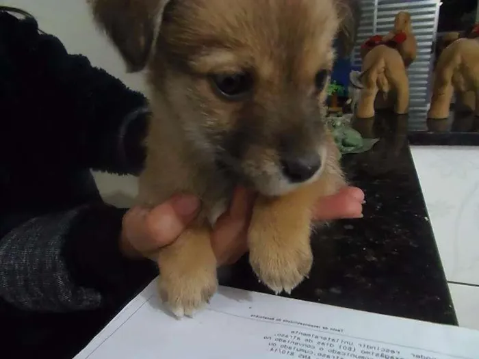 Cachorro ra a SRD idade Abaixo de 2 meses nome Sem nome