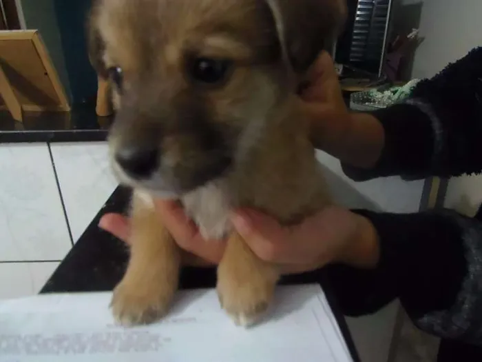 Cachorro ra a SRD idade Abaixo de 2 meses nome Sem nome