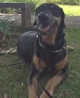 Cachorro raça doberman com viralata idade 7 a 11 meses nome byron