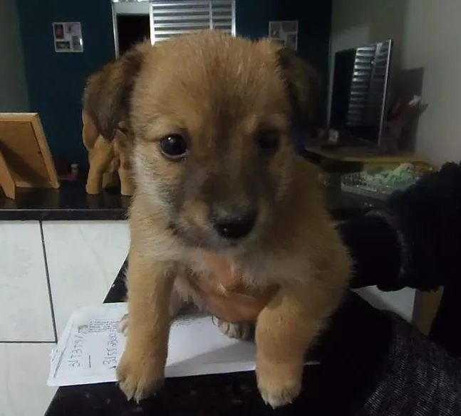 Cachorro ra a SRD idade Abaixo de 2 meses nome Sem nome
