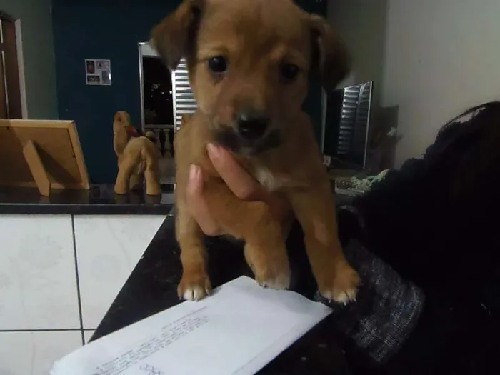 Cachorro ra a SRD idade Abaixo de 2 meses nome Sem nome