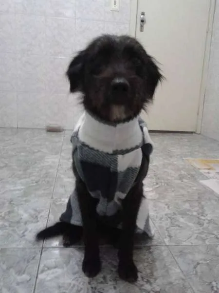 Cachorro ra a SRD idade 1 ano nome Estopinha