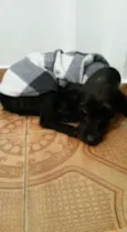 Estopinha