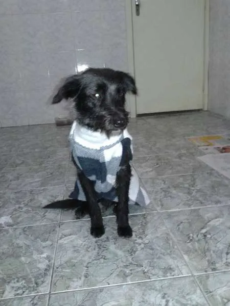 Cachorro ra a SRD idade 1 ano nome Estopinha
