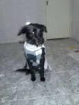 Estopinha