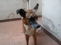 Cachorro raça Pastor com vira lata idade 2 anos nome Bandite