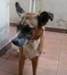 Cachorro raça Pastor com vira lata idade 2 anos nome Bandite
