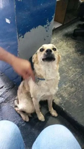 Cachorro ra a Vira lata idade 7 a 11 meses nome Não tem