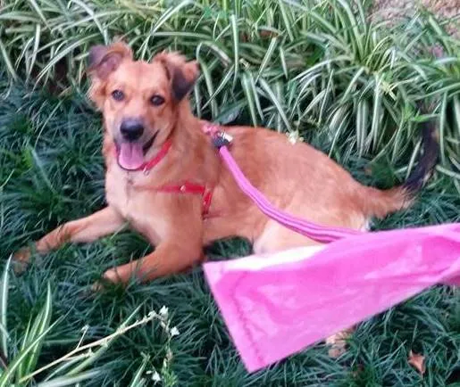 Cachorro ra a SRD idade 7 a 11 meses nome Cherry
