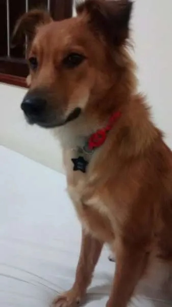 Cachorro ra a SRD idade 7 a 11 meses nome Cherry