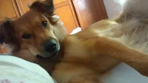 Cachorro raça SRD idade 7 a 11 meses nome Cherry
