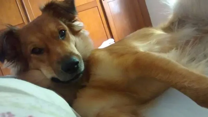 Cachorro ra a SRD idade 7 a 11 meses nome Cherry