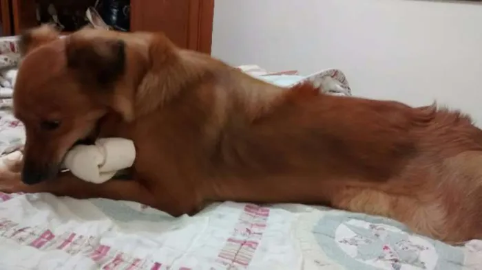 Cachorro ra a SRD idade 7 a 11 meses nome Cherry
