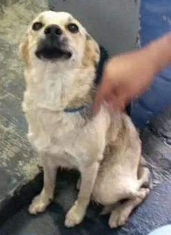 Cachorro raça Vira lata idade 7 a 11 meses nome Não tem