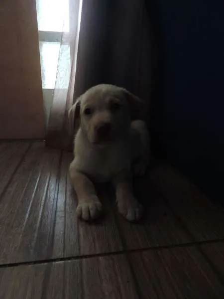 Cachorro ra a Husky Siberiano idade Abaixo de 2 meses nome Nanok, Cronos, Akna