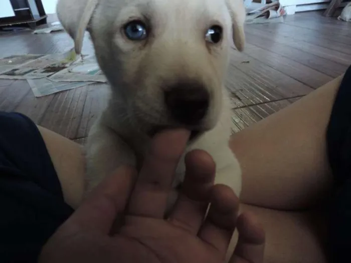 Cachorro ra a Husky Siberiano idade Abaixo de 2 meses nome Nanok, Cronos, Akna