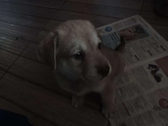 Cachorro ra a Husky Siberiano idade Abaixo de 2 meses nome Nanok, Cronos, Akna
