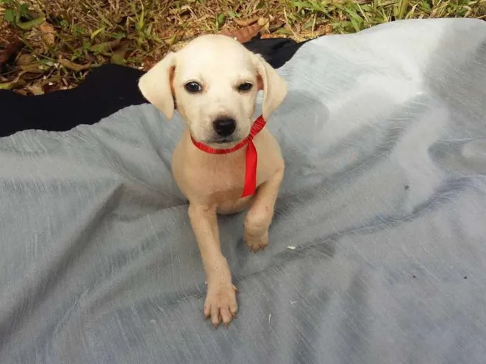 Cachorro ra a misturada idade Abaixo de 2 meses nome bebes