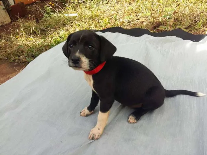 Cachorro ra a misturada idade Abaixo de 2 meses nome bebes