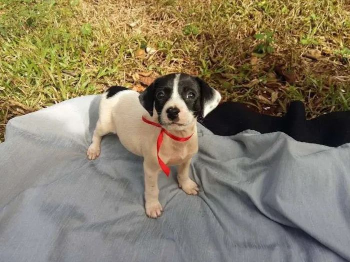 Cachorro ra a misturada idade Abaixo de 2 meses nome bebes