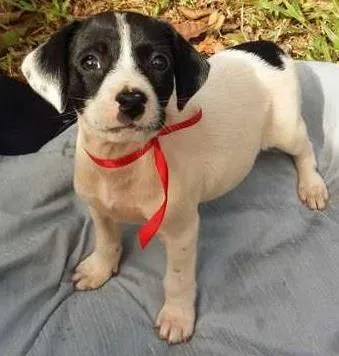 Cachorro ra a misturada idade Abaixo de 2 meses nome bebes