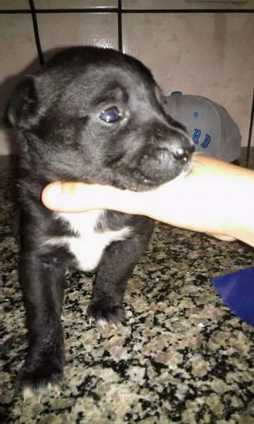 Cachorro ra a Sem raça definida  idade Abaixo de 2 meses nome Filhotes 