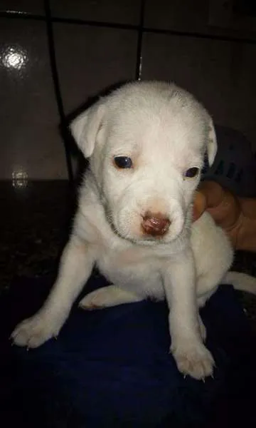 Cachorro ra a Sem raça definida  idade Abaixo de 2 meses nome Filhotes 