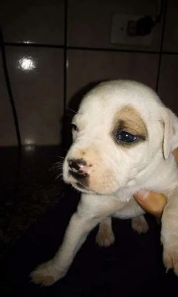Cachorro ra a Sem raça definida  idade Abaixo de 2 meses nome Filhotes 