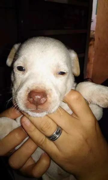 Cachorro ra a Sem raça definida  idade Abaixo de 2 meses nome Filhotes 