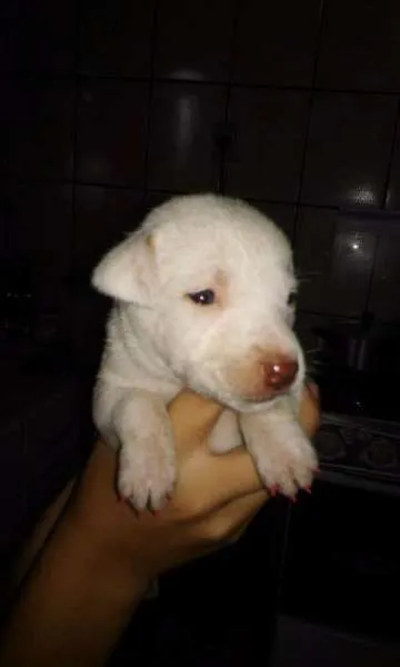 Cachorro ra a Sem raça definida  idade Abaixo de 2 meses nome Filhotes 