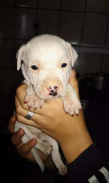 Cachorro ra a Sem raça definida  idade Abaixo de 2 meses nome Filhotes 