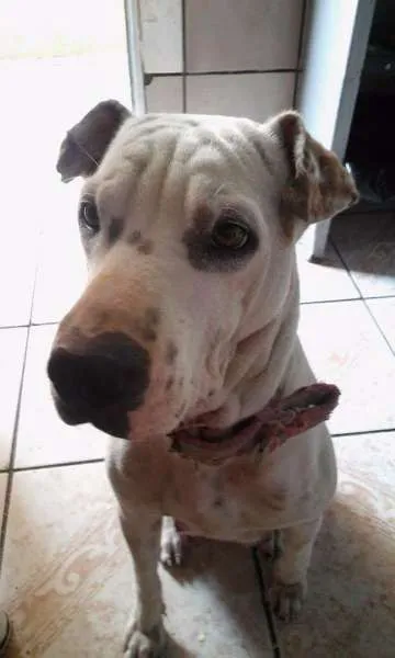 Cachorro ra a Sem raça definida  idade Abaixo de 2 meses nome Filhotes 