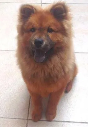 Cachorro raça Chowchow idade 1 ano nome Apollo