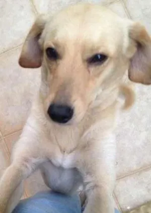 Cachorro raça Vira-lata idade 3 anos nome Zé