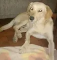 Zé