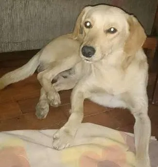 Cachorro raça Vira-lata idade 3 anos nome Zé