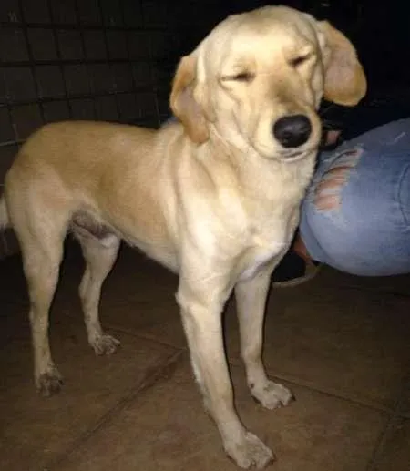 Cachorro raça Vira-lata idade 3 anos nome Zé