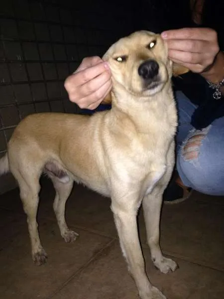 Cachorro raça Vira-lata idade 3 anos nome Zé