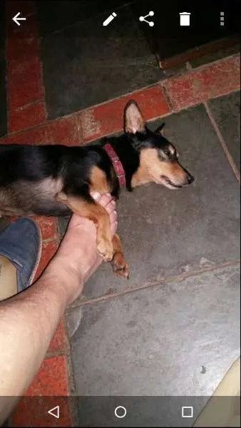 Cachorro ra a Vira lata idade 4 anos nome Thor