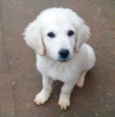 Cachorro ra a srd idade 2 a 6 meses nome Urso