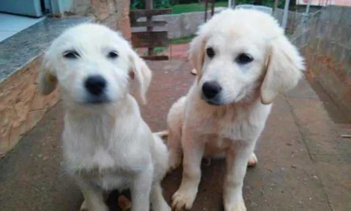 Cachorro ra a srd idade 2 a 6 meses nome Urso