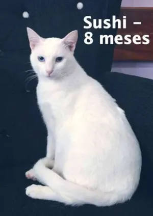 Gato raça SRD idade 2 a 6 meses nome Sushi