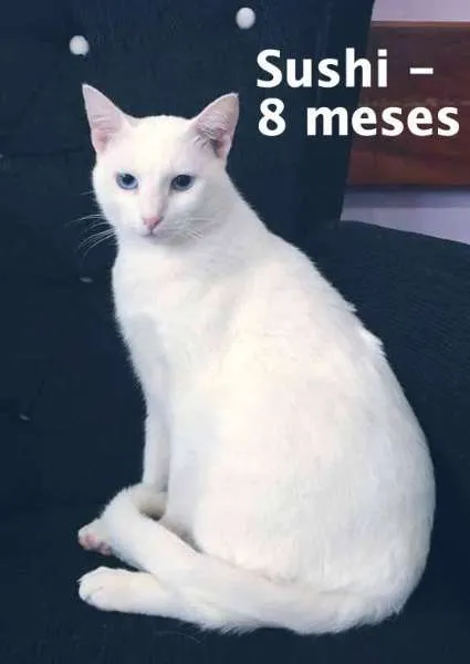 Gato ra a SRD idade 2 a 6 meses nome Sushi