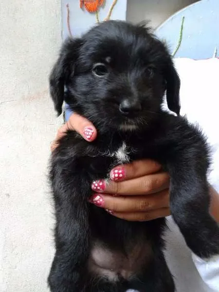 Cachorro ra a vira lata idade 2 a 6 meses nome Sem nome